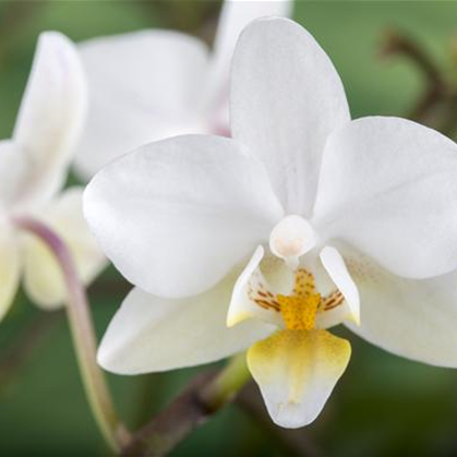 Zimmerpflanzen & Orchideen