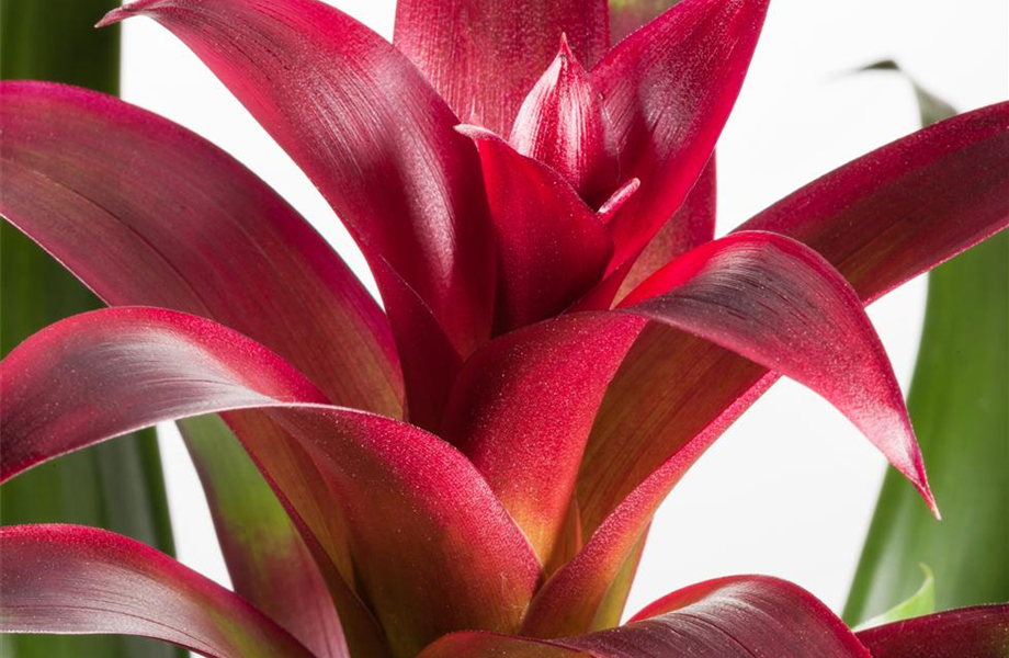 Pflanze März 2025: Bromelien Pflanze März 2025: Bromelien