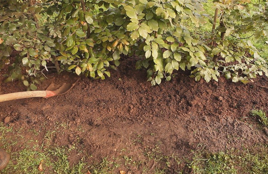 Im November Gehölze und Hecken pflanzen Im November Gehölze und Hecken pflanzen