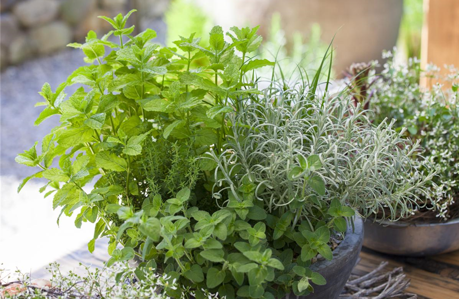 Gartentipps April 2025