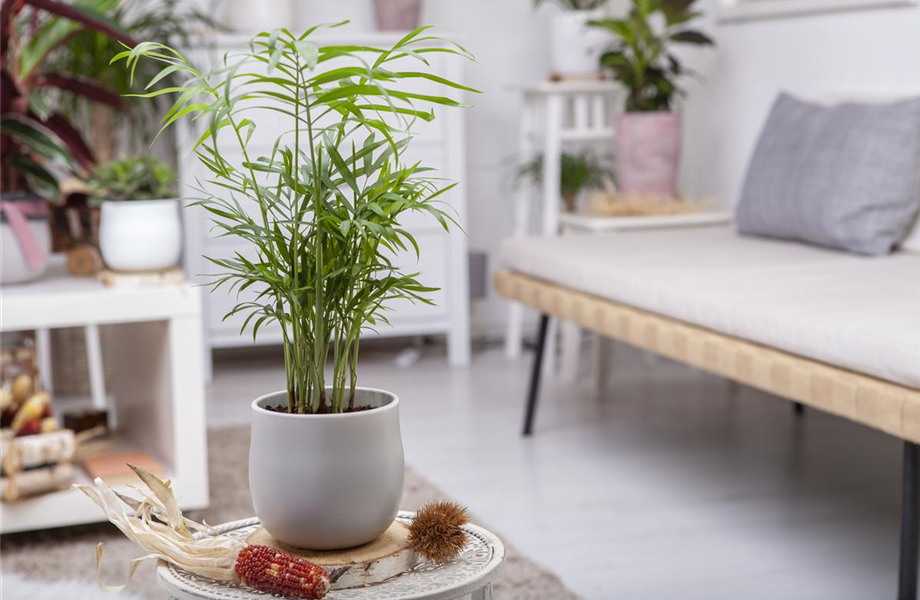 Die Pflege von Zimmerpflanzen