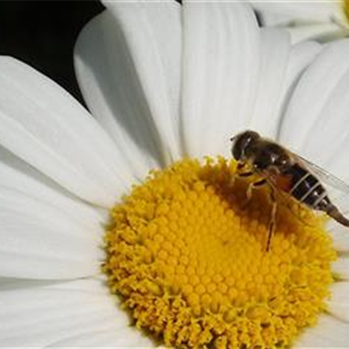 Gartentipps im Mai