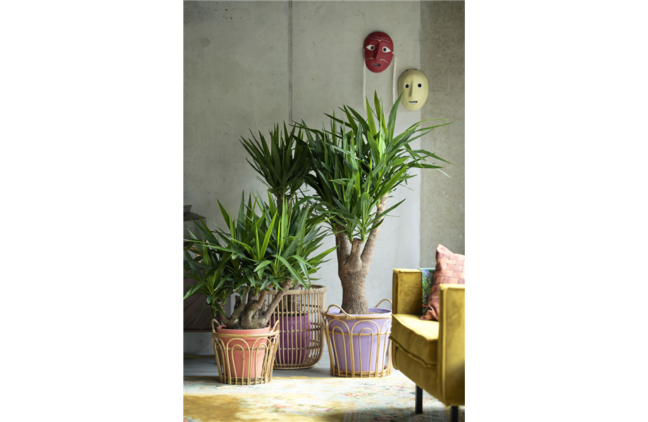 Pflanze des Monats Dezember 2026: Yucca