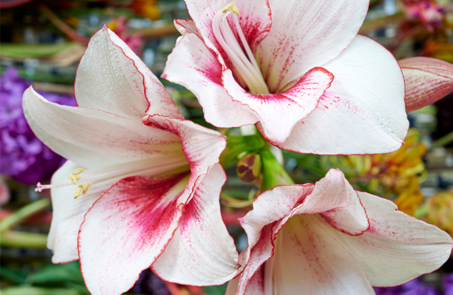Pflanze Dezember 2025: Amaryllis Pflanze Dezember 2025: Amaryllis