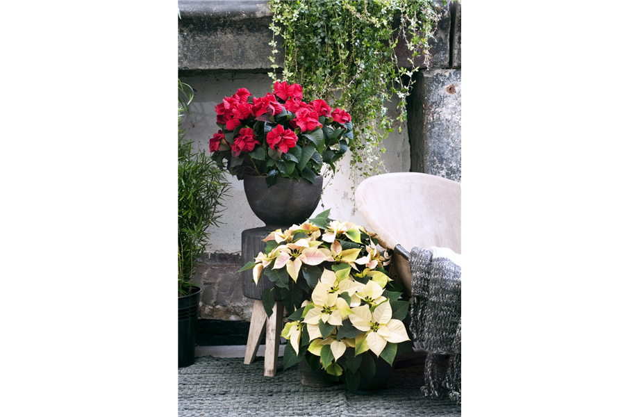 Pflanze des Monats November 2026: Poinsettie
