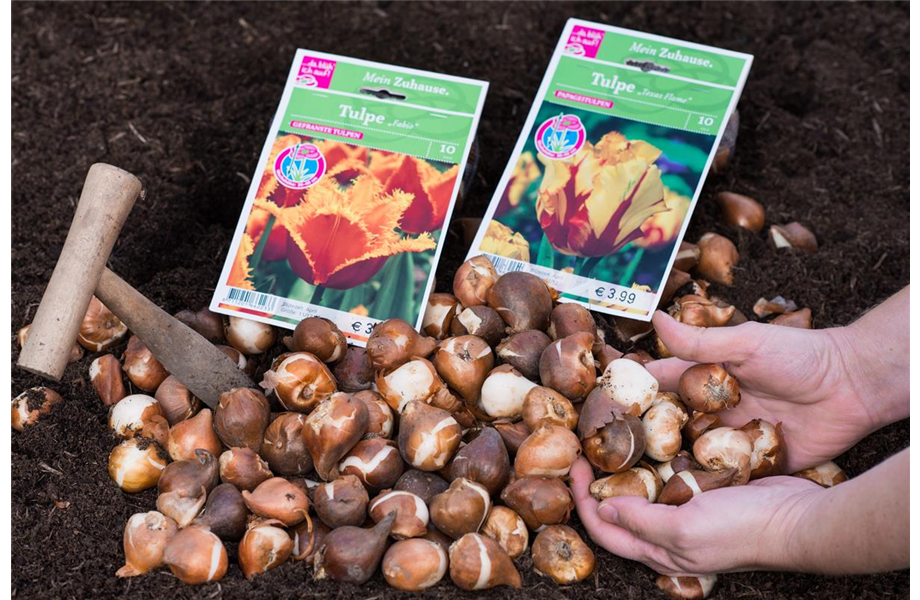 Jetzt den Frühling pflanzen Jetzt den Frühling pflanzen