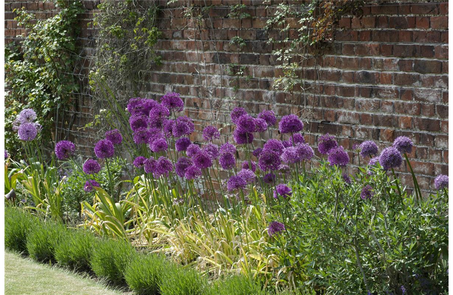 Jetzt den Frühling pflanzen Jetzt den Frühling pflanzen