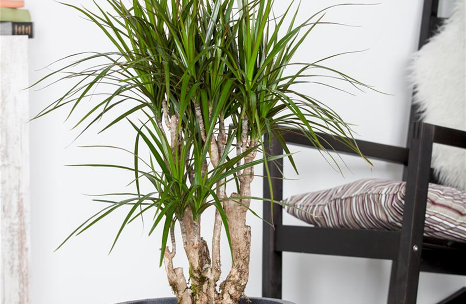 Pflanze Januar 2025: Drachenbaum Pflanze Januar 2025: Drachenbaum