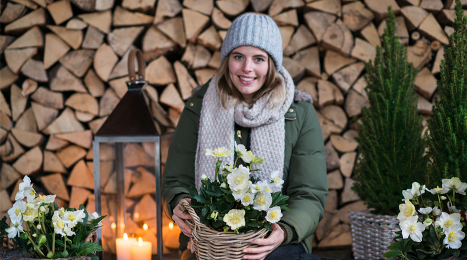 Christrose_Edle_Blumen_im_Advent__Gaertnerei_Huebsch_Inning__Grafrath__Woerthsee__Windach__Gilching.jpg