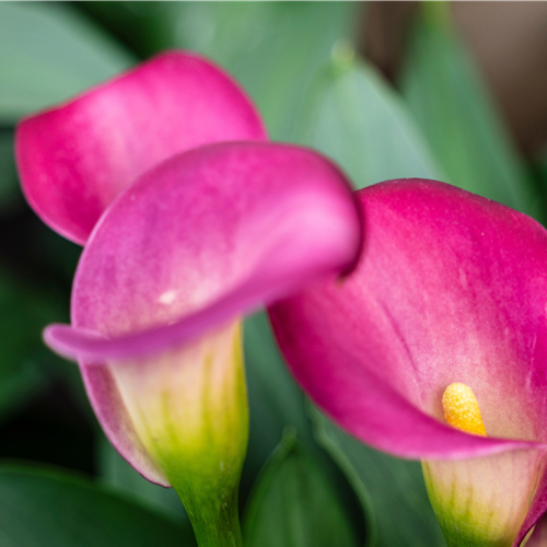 Pflanze des Monats Juni 2026: Calla